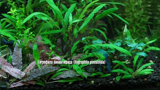 Гигрофила пиннатифида Hygrophila pinnatifida и Монетница Lysimachia nummularia смотреть онлайн