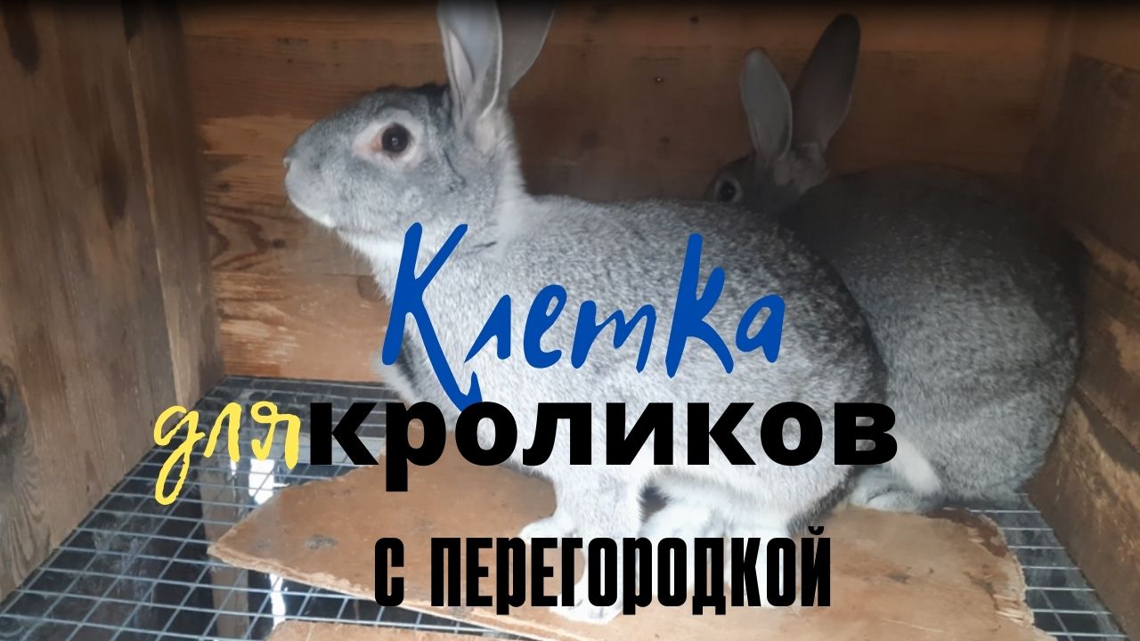 Клетка для кроликов с перегородкой. Удачный вариант для уличного содержания. смотреть онлайн