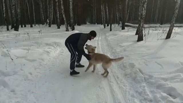 Золотистый ретривер Эйва. Купание в снегу) смотреть онлайн