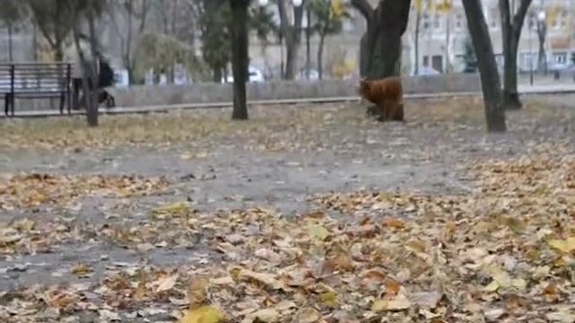 Hagen NERF DOG™ Trackshot Jai Alai Thrower Игрушка для собак смотреть онлайн
