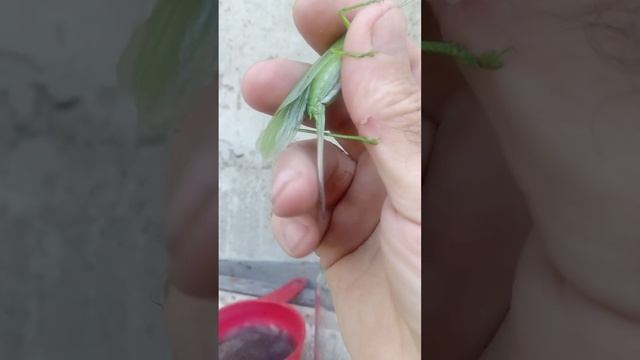 Поймал саранчу на даче на обзор. смотреть онлайн