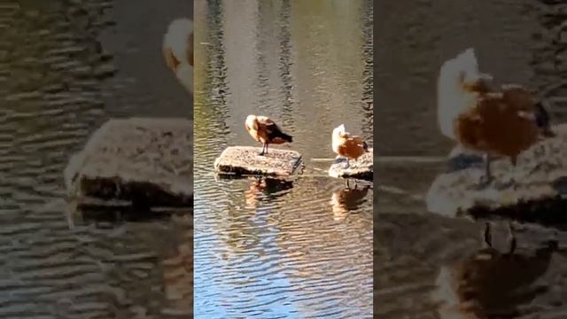 КАК ВЫГЛЯДЯТ УТКИ МАНДАРИНКИ ? смотреть онлайн