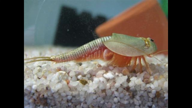 Самое древнее животное, которое до сих пор не вымерло. Кто это?