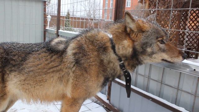 Wolfriend wolf - В вольере с волком смотреть онлайн