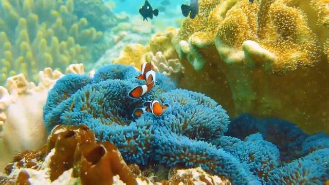 Under Red Sea 4K - Beautiful Coral Reef Fish In Aquarium, Sea Animals For Relaxation - 4K Video смотреть онлайн