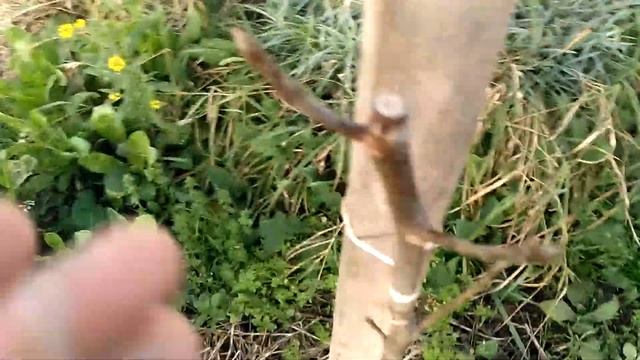 орех великан 101119 смотреть онлайн