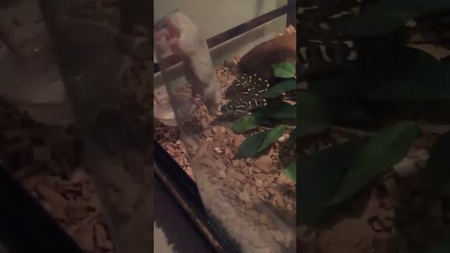 Slow motion python strike смотреть онлайн