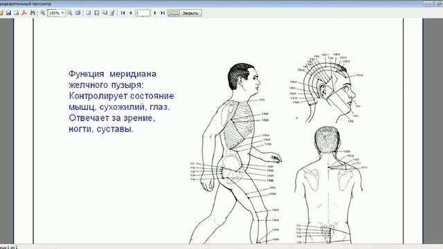 Меридиан желчного пузыря смотреть онлайн