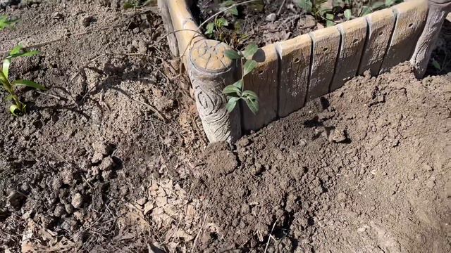 Лилии и Хосты из супермаркета. Посадка в грунт. смотреть онлайн