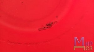 Озон против насекомых помогает?