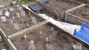 ЧЕРЕНКИ МЕТЕЛЬЧАТЫХ ГОРТЕНЗИЙ ПОСЛЕ ЗИМЫ