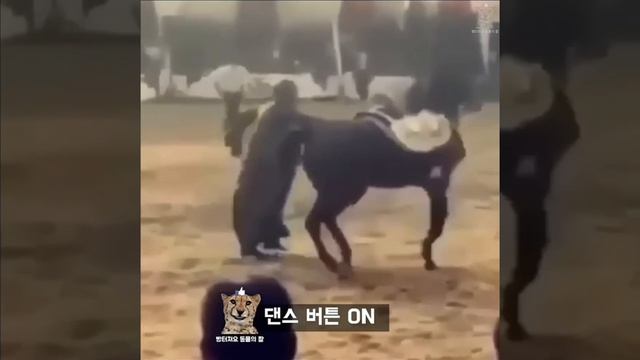 ЗАБАВНЫЕ ЖИВОТНЫЕ смотреть онлайн
