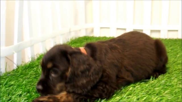Molly The Chocolate Cocker Spaniel.wmv смотреть онлайн