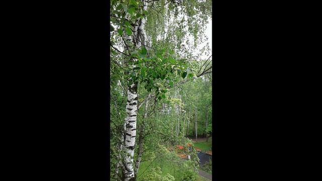 Стрижи в городе. И не только смотреть онлайн