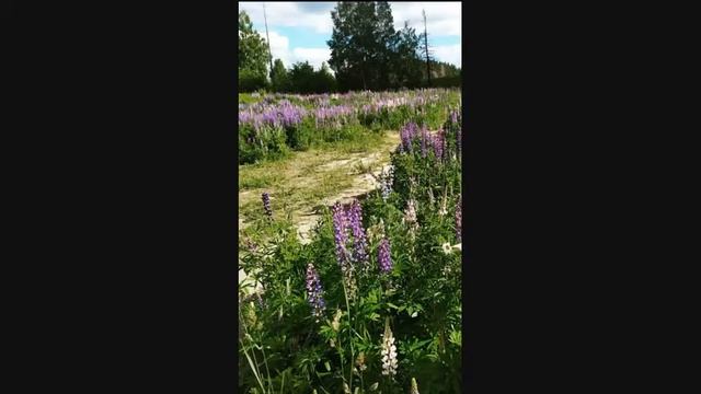 Моя малая Родина Кущева Ангелина 4 класс Рыбалово смотреть онлайн