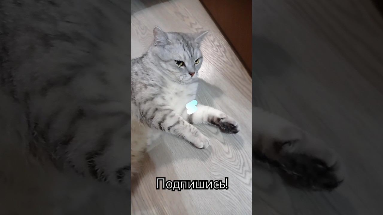 Отвечай честно! #shorts #подписка #котики #лайк #коттитар #выбери #котик #милота смотреть онлайн
