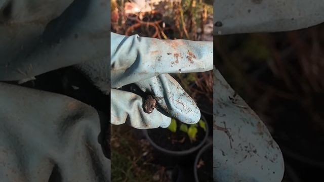 чем тритон отличается от ящерицы