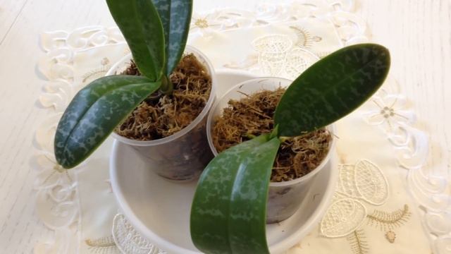 Орхидея Стюартиана Пико Чип ( Phal Stuartiana Pico Chip) Изящная , нежная красавица))) смотреть онлайн