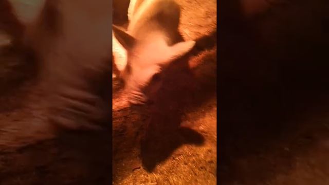 Поросята королевские Кармалы. Разговор с покупателем. смотреть онлайн