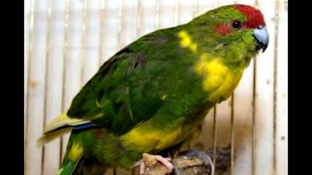 Попугаи Какарики