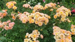 Обзор кустовой розы Landlust в нашем саду