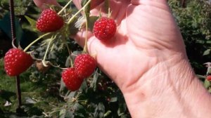 ?????МАЛИНА((( ГЕРАКЛ)))