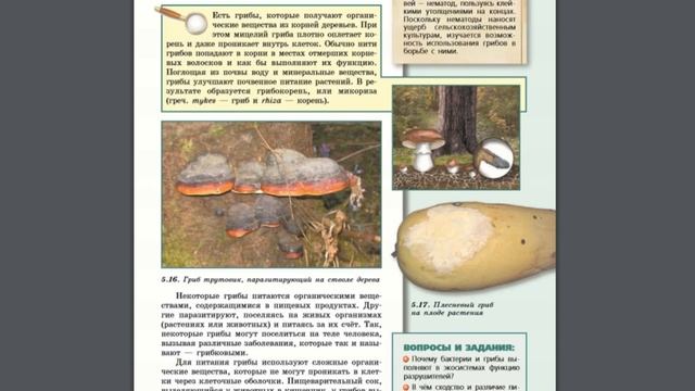 Биология (Л.Н.Сухорукова) 5-6к §40 Питание бактерий и грибов смотреть онлайн