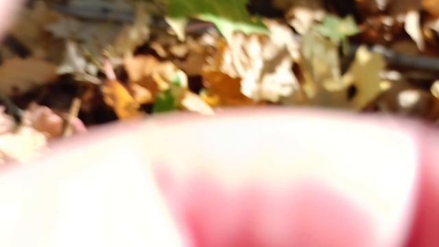 ГРИБНОЙ ОКТЯБРЬ! Поход за грибами. Грибы 2023.