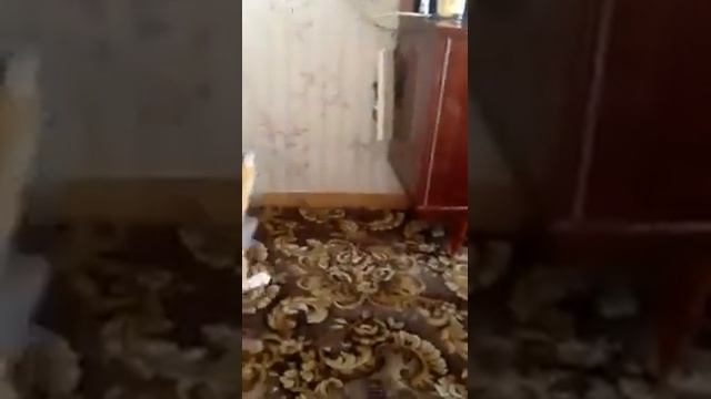 Cat attacks human смотреть онлайн