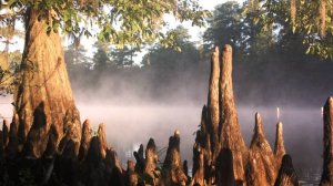 245 Valery's orchestre - This World Today Is a Mess