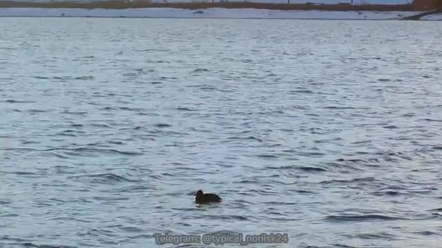 Уточка на Долгом озере смотреть онлайн