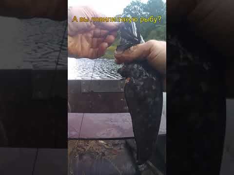 А вы ловили такую рыбу? #shorts смотреть онлайн