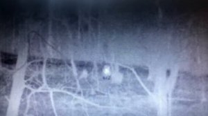 Охота на медведя с вышки