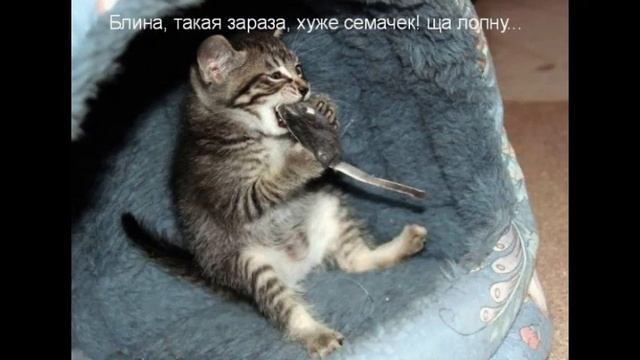 смешные картинки с надписями смотреть онлайн