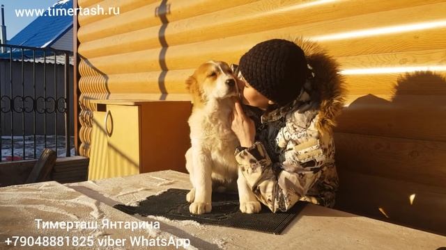 Тимерташ Янтарина (свободна) 2 месяца Доставка по всему миру +79048881825 viber whatsapp Еще больше смотреть онлайн