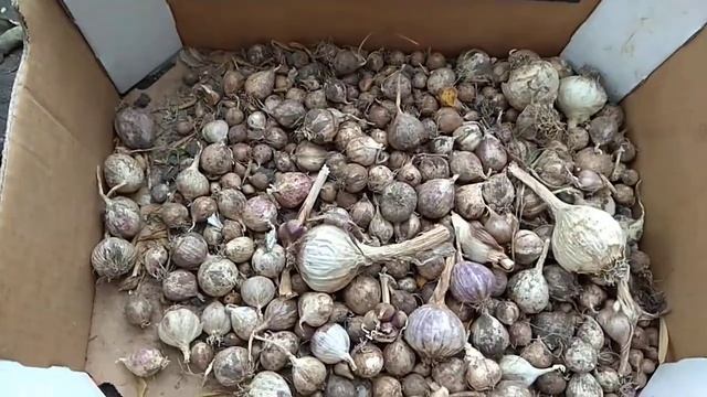 Лесные тропы грибника