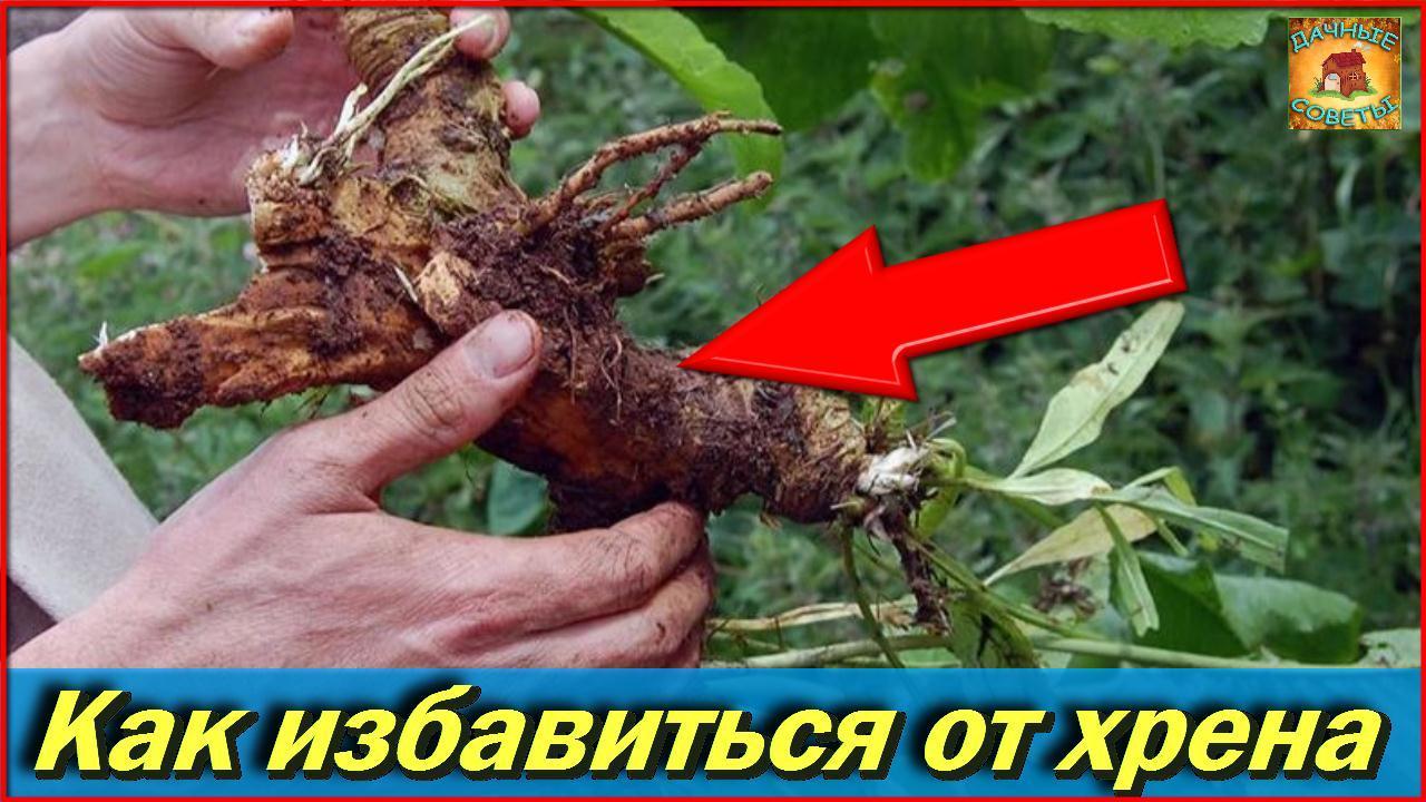 Избавилась от Хрена навсегда! Кто бы мог подумать Советы бывалых садоводов и огородников смотреть онлайн