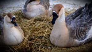 Китайские породистые домашние гуси