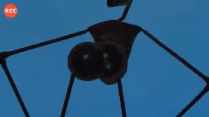 Как снимали А4- СИРЕНОГОЛОВЫЙ