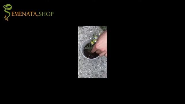 How To Plant Chamomilla Recutita (matricaria) Flower In Self Watering Pots