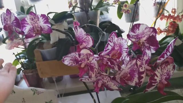 Мой Фокус в полном роспуске.🌺 смотреть онлайн