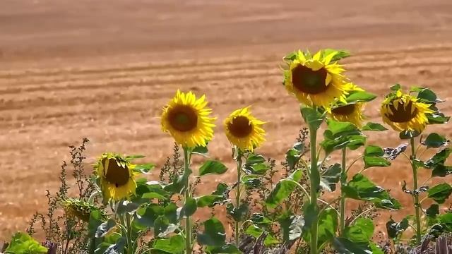 Красивая расслабляющая музыка, спокойная успокаивающая инструментальная музыка