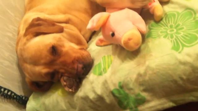 Лабрадор и мини пиг/ Labrador and mini pig смотреть онлайн