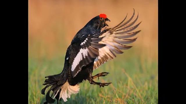 71 удивительный мир природы смотреть онлайн