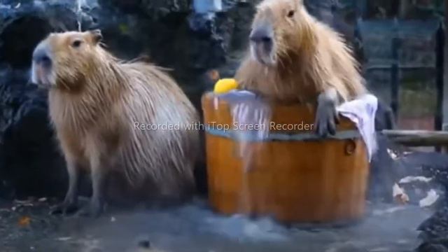 Капибара (ok i pull up capybara) смотреть онлайн