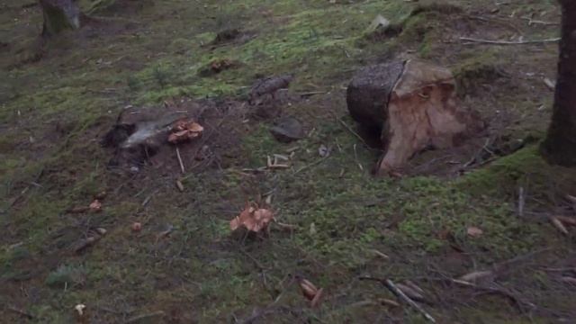 Как собирать опята в Баварии?! Грибов море!!! смотреть онлайн