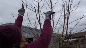 Зимняя Обрезка Нектарина / Персика