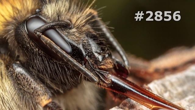 #2856. Пчелы, осы и шмели (В мире животных) смотреть онлайн