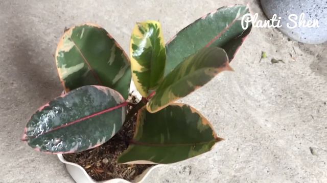 FICUS RUBY RUBBER TREE 💚💚💚 смотреть онлайн