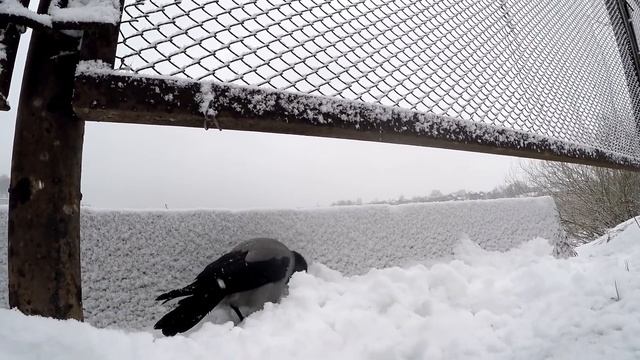 Ворона Воровка в Гостях у Маргуши смотреть онлайн